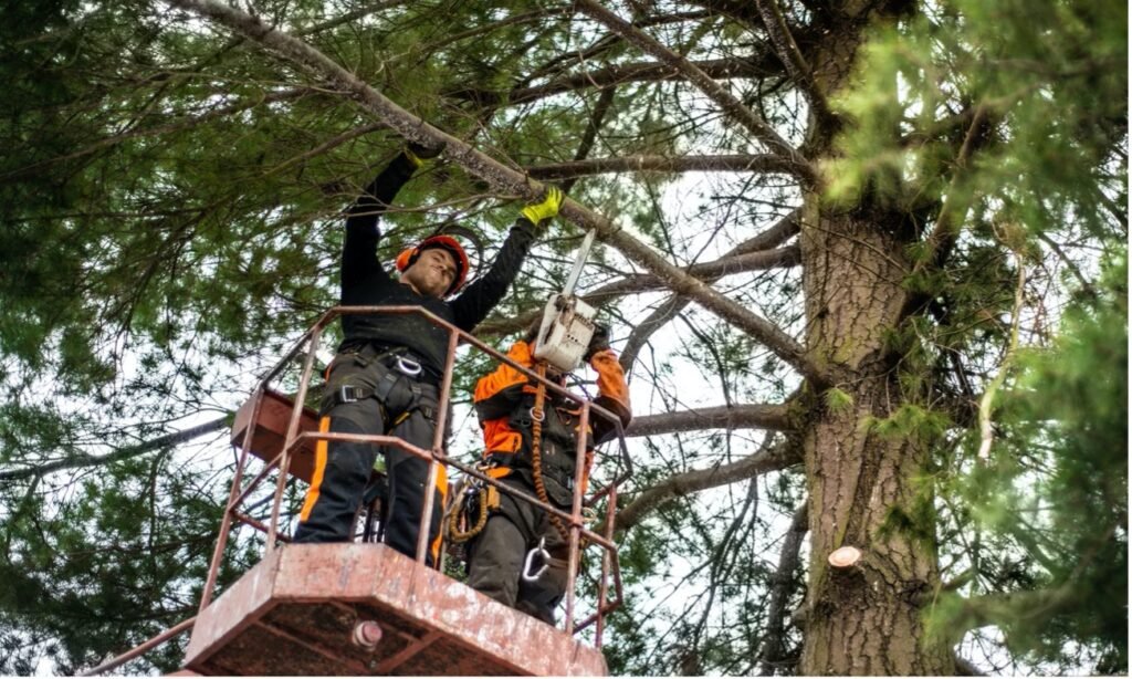 Baum fällen mit Hebebühne im Essen