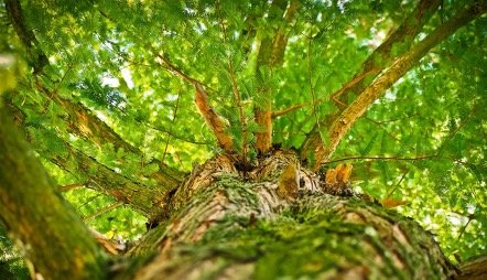 Baumgutachten im Augsburg