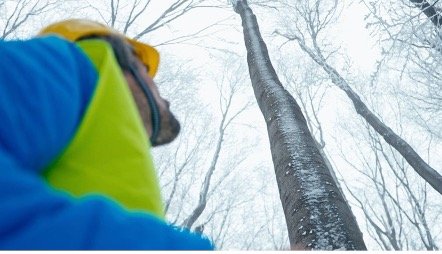 Baumkontrolle im Augsburg