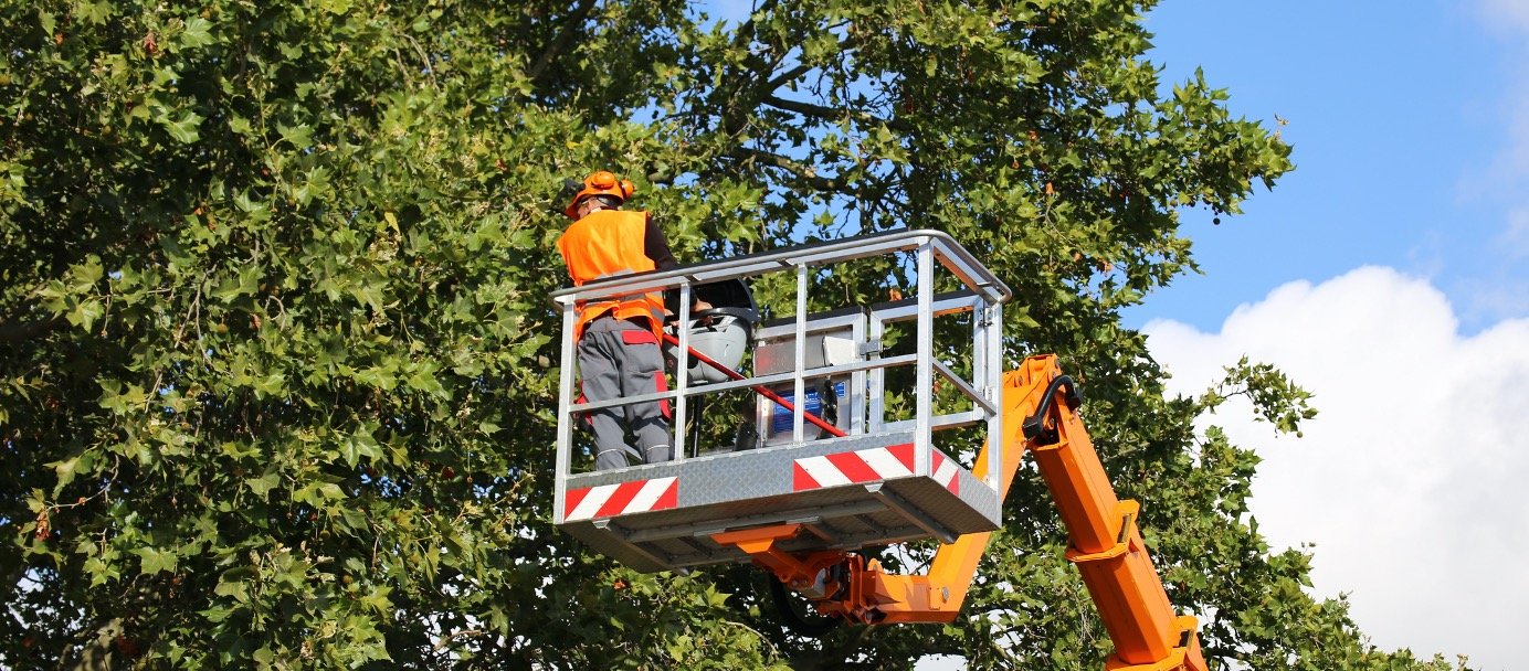 Baumpflege Augsburg